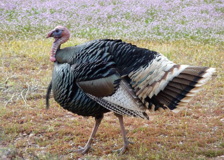 Wild turkey gobbler walking through grass