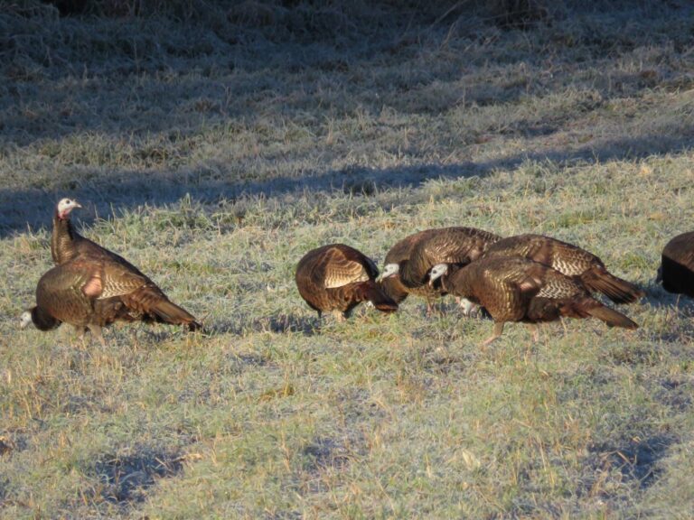 Wild turkeys feeding in a grassy field