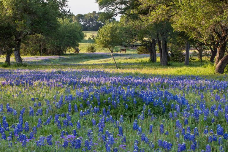 Bluebonnets and live oaks at sunrise