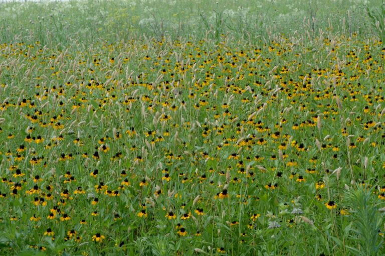 Blackland prairie meadow full of coneflowers
