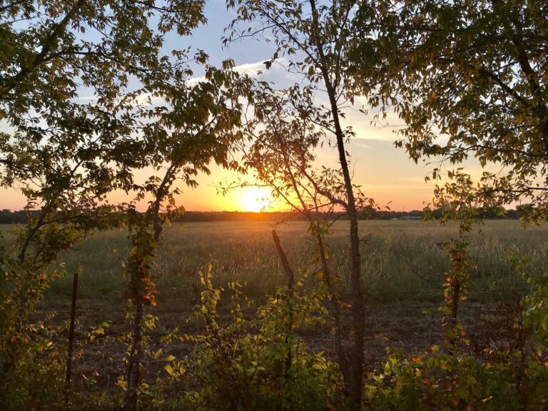 Sunset through post oaks over a Northeast Texas pasture
