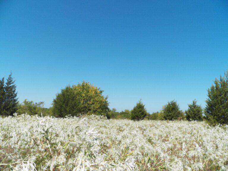 Field of white snow-on-the-prairie wildflowers on a Texas prairie