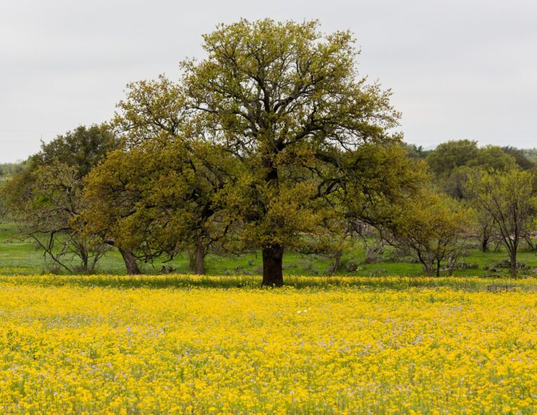 Lone oak above a field of yellow wildflowers