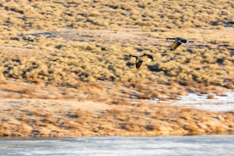 Canada geese flying low over a marsh