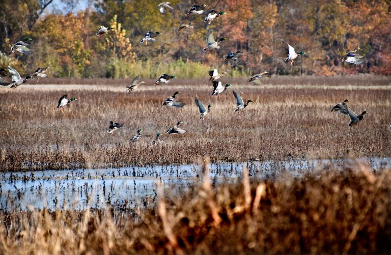 Flock of mallards taking flight over a marsh