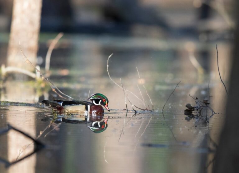 Wood duck drake on still water