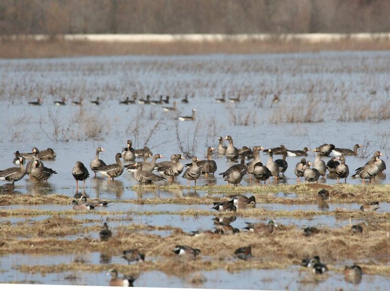 White-fronted geese and wigeon