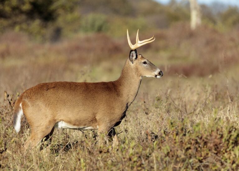 White-tailed deer buck
