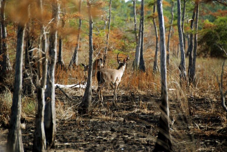 White-tailed deer buck in the trees