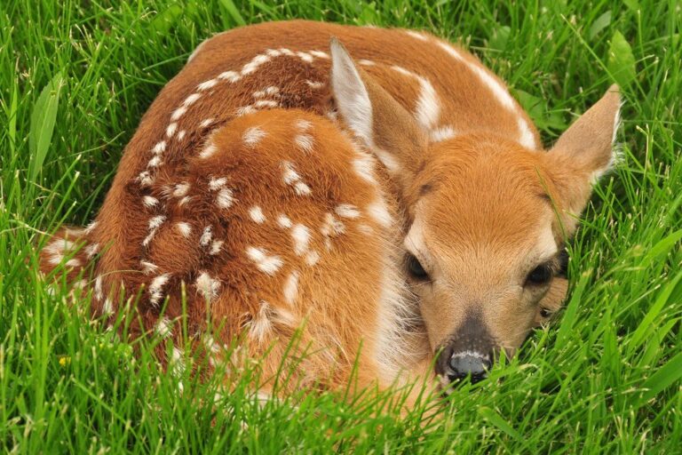 White-tailed deer fawn in tall grass