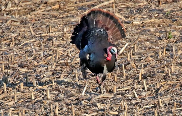 Adult wild turkey gobbler