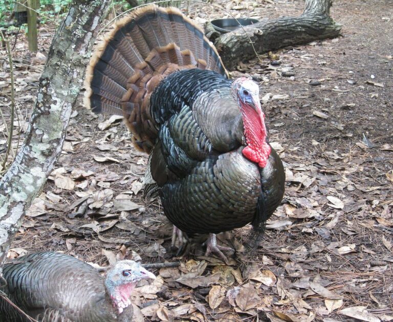 Eastern wild turkey gobbler