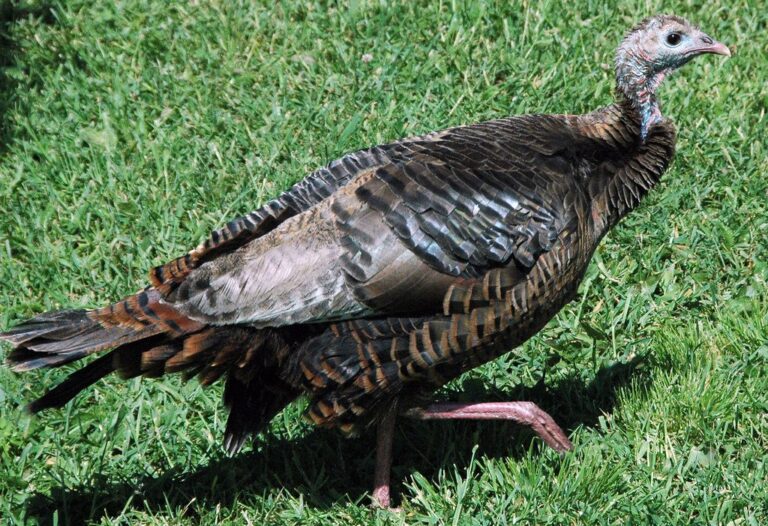 Wild turkey in the grass