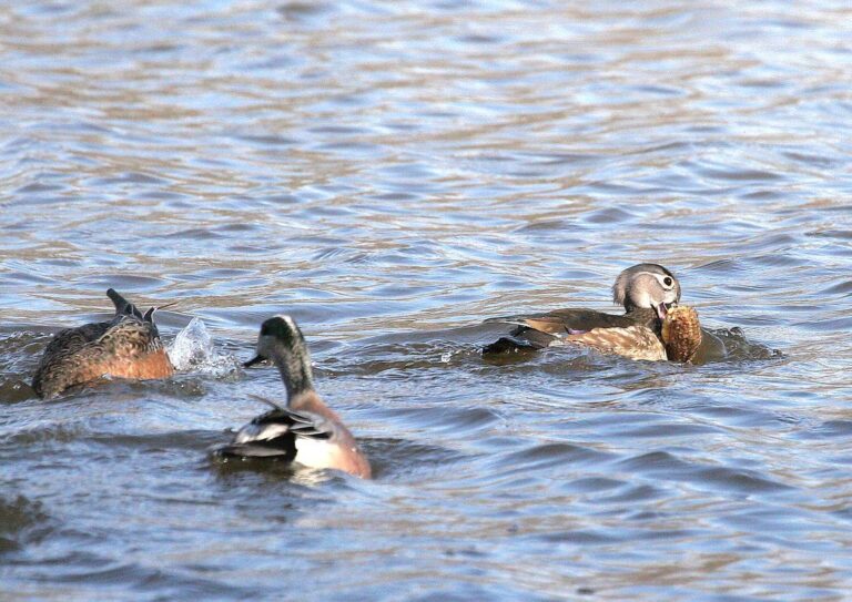 Wood duck and wigeon held for banding