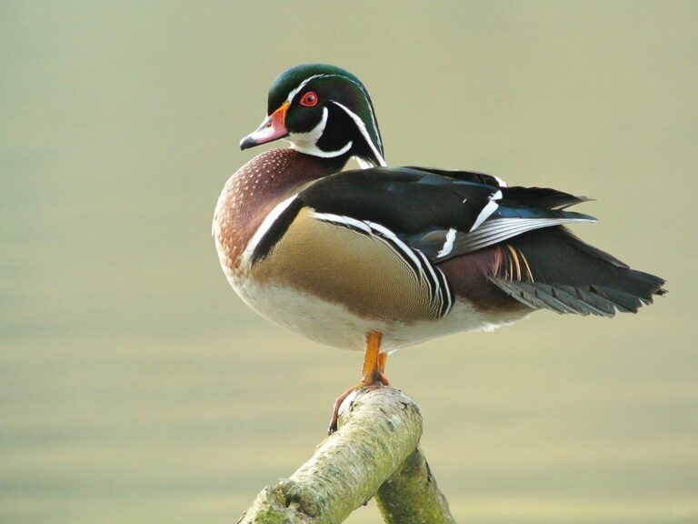 Male wood duck